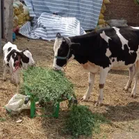 گاو هلشتاین
