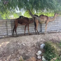 شتر ۲ سال