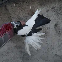 کبوتر الوان گویچح،ساری،پارپارلی