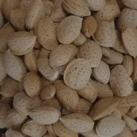 بادام درشت امسال