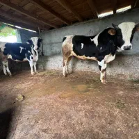 فروش فوری دو گوساله یکساله اصیل مناسب برای پروار