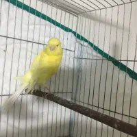 قناری ماده سوپری|پرنده|تهران, جوادیه تهرانپارس|دیوار