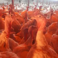 فروش بوقلمون زنده گوشت گرم تازه