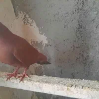 چپ.سرخ.سر سفید.|پرنده|قزوین, |دیوار