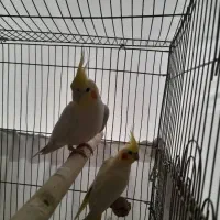 یه جفت عروس هلندی