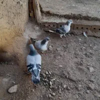 کبوتر|پرنده|فیروزه, |دیوار