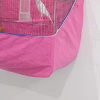 ربیعی|پرنده|اراک, |دیوار