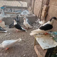کفتر جفتی|پرنده|رفسنجان, |دیوار