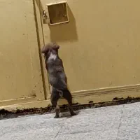 سگ اصیل نژاد سرابی|سگ|چابهار, |دیوار