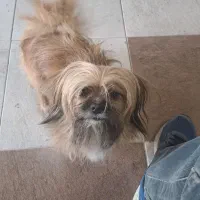 لی لی خانم ساکت دوست داشتنی|سگ|فردیس, سپید دشت|دیوار