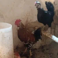 گلین|حیوانات مزرعه|اسکو, |دیوار