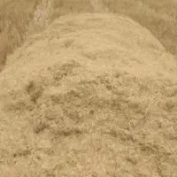 کاه گندم ریز