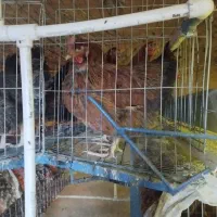 قفس مرغ|لوازم جانبی حیوانات|فردوس (خراسان), |دیوار