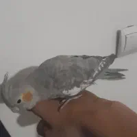 عروس هلندی کاملن دستی و سخنگو|پرنده|باقرشهر, |دیوار