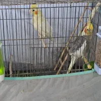 عروس نر و ماده