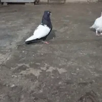 پرنده سینه ای سیاه