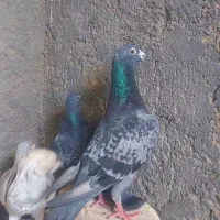 کبوتر مسافتی