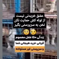 واگذاری رایگان نژاد های سگ|سگ|شهرضا, |دیوار