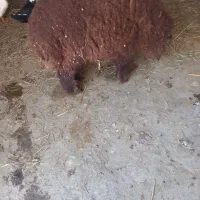 بره نر