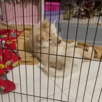 سگ نژاد اصل