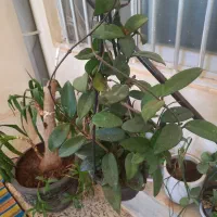 فروش انواع گلهای آپارتمانی‌وهویا