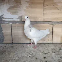 کبوتر طوقی