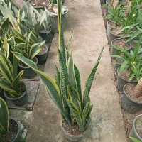 گیاهان آپارتمانی