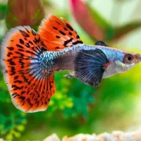 ماهی گوپی کالرزبرا لجن خارمیگو آنجل حلزون آکواریوم