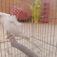 مرغ عشق پروانه ای|پرنده|شاهینشهر, فدک|دیوار