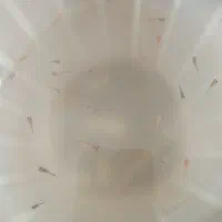 ماهی|ماهی|اردبیل, |دیوار