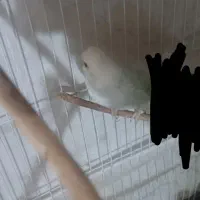 مرغ عشق|پرنده|فیروزآباد (فارس), |دیوار