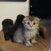 واگذاری گربه