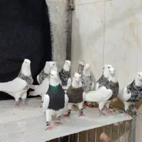 کبوتر طوقی همه جوان و پرشی
