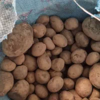 سیب زمینی دامی