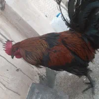 خروس