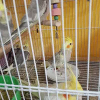 سبز المانی نرعروس هلندی