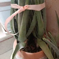 گلدان الوورا و یوگا باقیمت مناسب|گل و گیاه طبیعی|لواسان, |دیوار