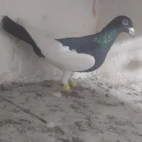 کفتر پلاکی یهودی رنگی