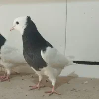 کفتر موقلف|پرنده|اقبالیه, |دیوار