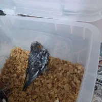 عروس هلندی|پرنده|تاکستان, |دیوار