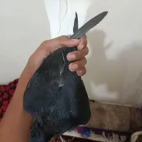 اشعل معاوضه با طوقی هفت رنگ|پرنده|گتوند, |دیوار