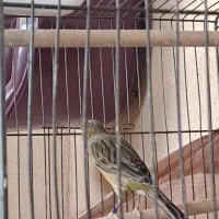 قناری سبز سوخته|پرنده|ماهان, |دیوار