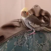 گمشده