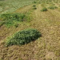 یونجه چین 2و3 خالص