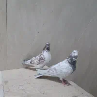 کبوتر پرشی|پرنده|ساوه, |دیوار