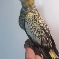 عروس هلندی گم شده
