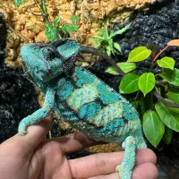 کملیون|خزنده|تهران, قلهک|دیوار