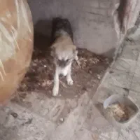 توله الابای 6ماه