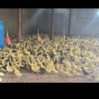 عمده جوجه رنگی جوجه محلی جوجه اردک