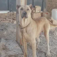 سگ سرابی|سگ|صفادشت, |دیوار